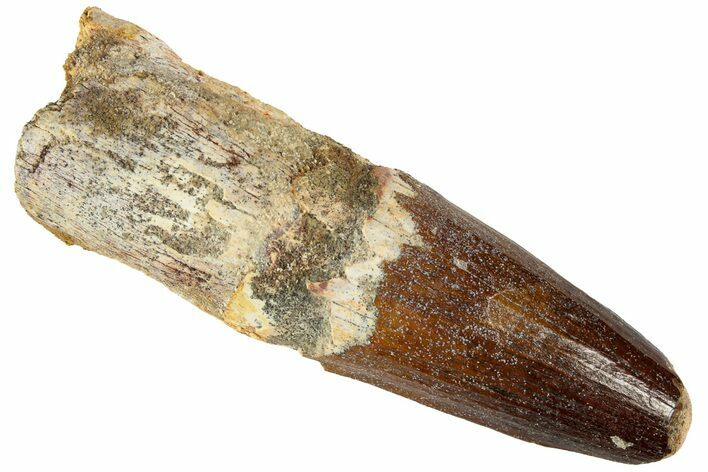 Fat, Spinosaurus Tooth - Real Dinosaur Tooth #192185